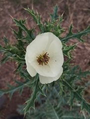 Argemone subfusiformis