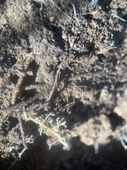 Brachyponera chinensis