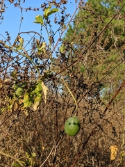 Cucumis melo