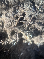 Brachyponera chinensis