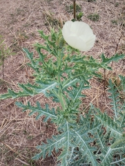 Argemone subfusiformis