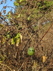 Cucumis melo