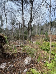 Betula alleghaniensis