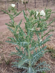 Argemone subfusiformis