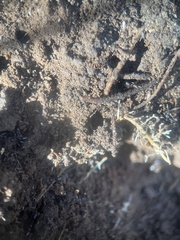 Brachyponera chinensis