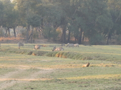Equus quagga crawshayi
