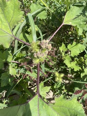 Xanthium strumarium