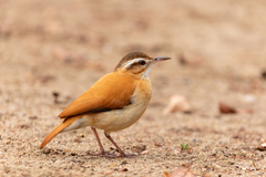 Furnarius leucopus