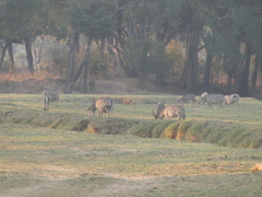 Equus quagga crawshayi