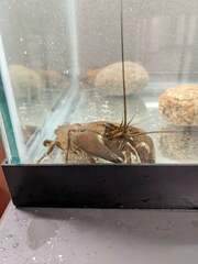 Pacifastacus leniusculus