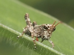 Acrididae