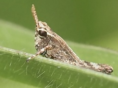 Acrididae