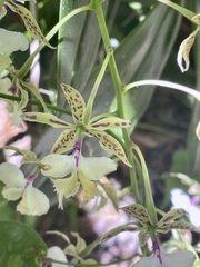 Epidendrum stamfordianum