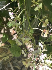 Epidendrum stamfordianum