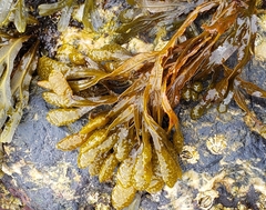 Fucus distichus