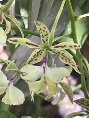 Epidendrum stamfordianum