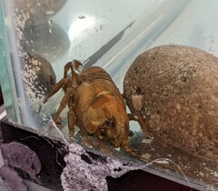 Pacifastacus leniusculus