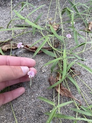 Strophostyles leiosperma