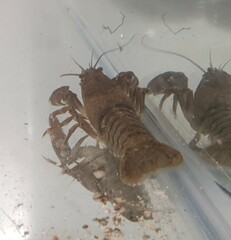 Pacifastacus leniusculus