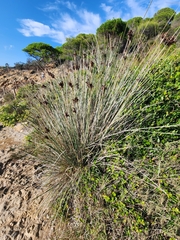 Juncus acutus