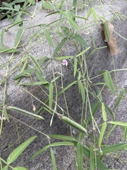 Strophostyles leiosperma