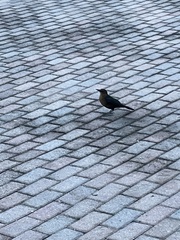 Quiscalus major westoni