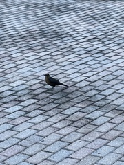 Quiscalus major westoni