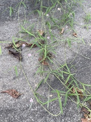 Strophostyles leiosperma