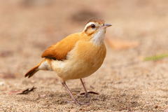 Furnarius leucopus