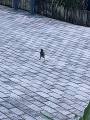 Quiscalus major westoni