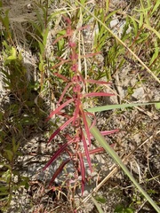Ammannia coccinea