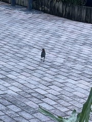 Quiscalus major westoni