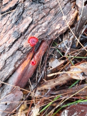 Cruentomycena viscidocruenta