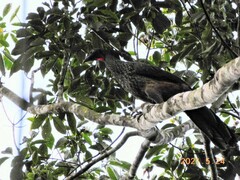 Penelope superciliaris