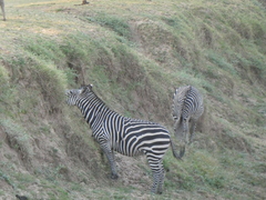Equus quagga crawshayi