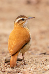 Furnarius leucopus