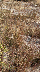 Andropogon ternarius