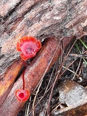 Cruentomycena viscidocruenta