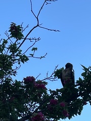 Quiscalus major westoni