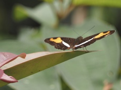 Adelpha