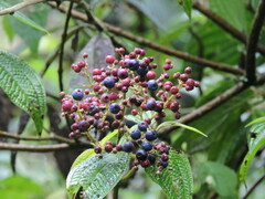 Miconia