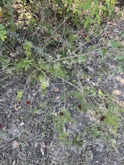 Desmanthus illinoensis