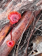 Cruentomycena viscidocruenta