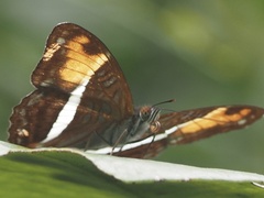 Adelpha