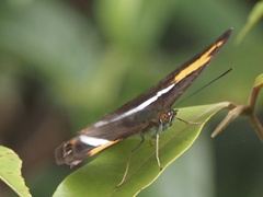 Adelpha