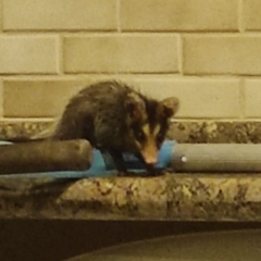 Didelphis aurita