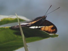 Adelpha