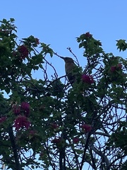 Quiscalus major westoni