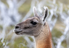 Lama guanicoe