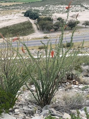 Fouquieria splendens splendens